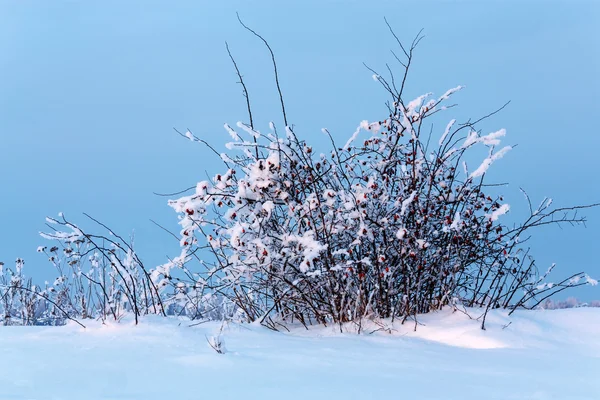 玫瑰牛油丛和雪 — 图库照片