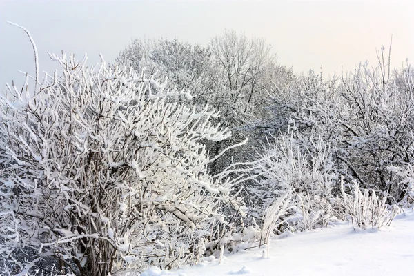 冬の雪が降ったビュー — ストック写真