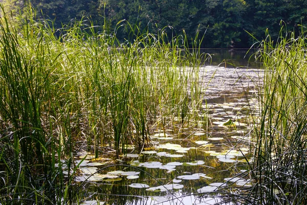 Krajina s lesní jezero — Stock fotografie