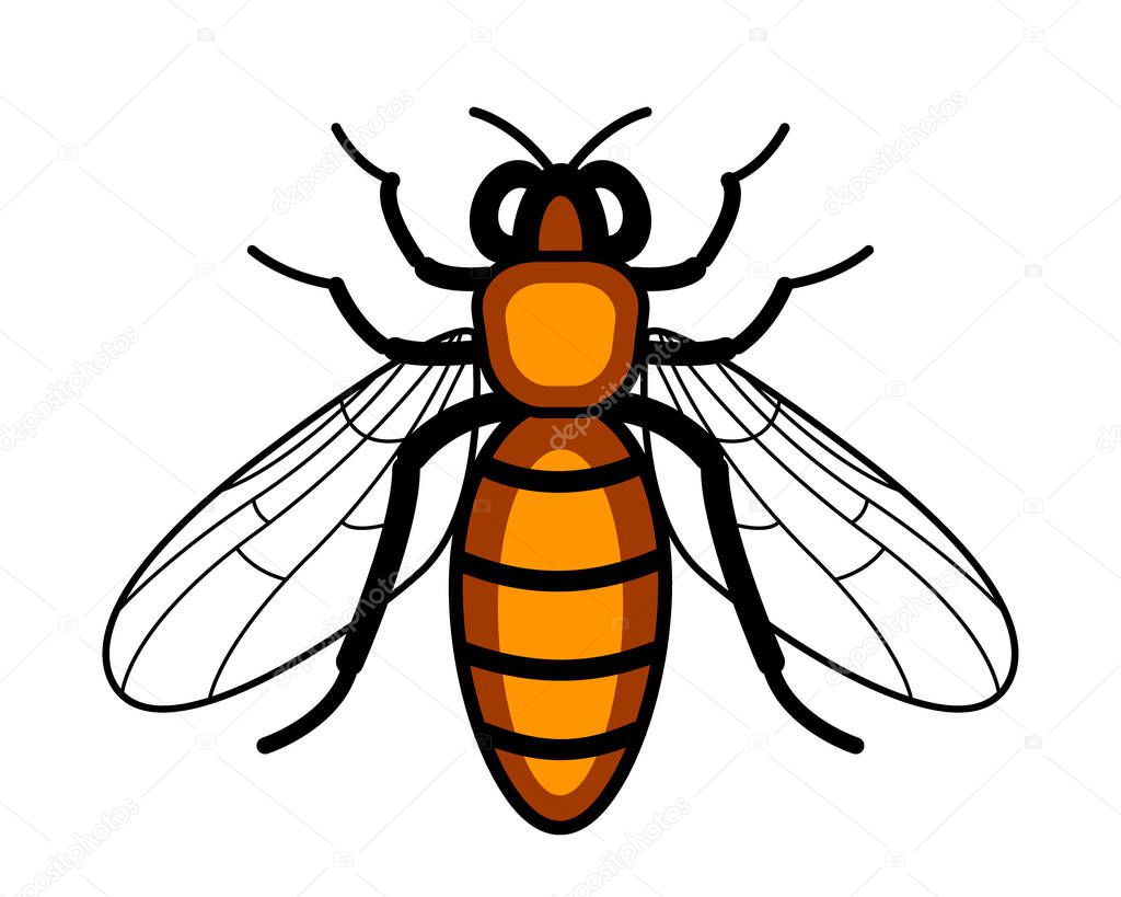 Illustration of the worker bee insect