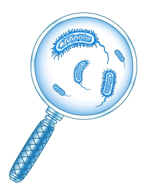 Begreppet Illustration Förstoringsglas Och Bakterier — Stock vektor