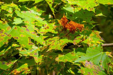 Benekli akçaağaç yapraklı manzara