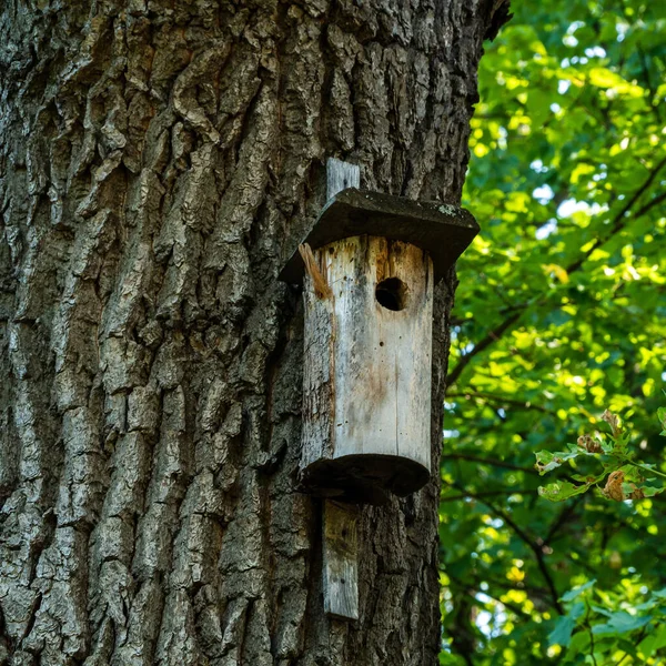 Landschap Met Vogelhuisje Eikenboomstam — Stockfoto