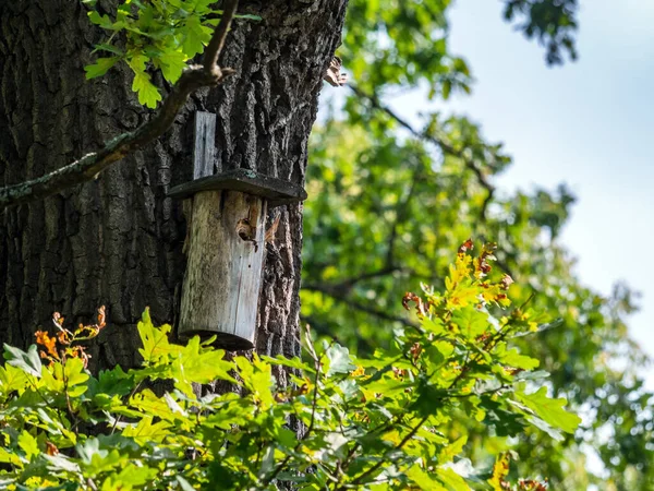 橡木树干上有鸟屋和黄蜂的景观 — 图库照片