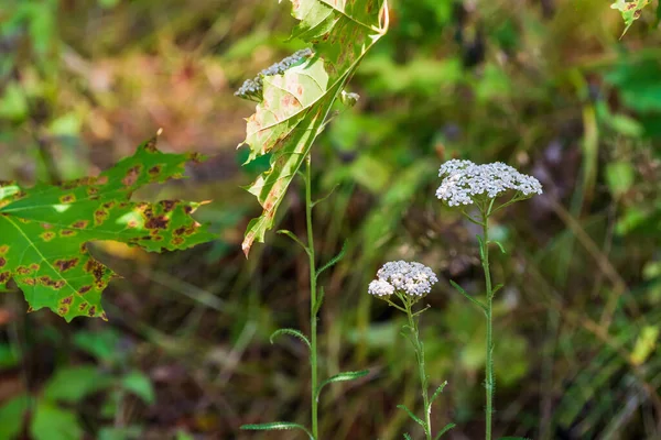 Wspólne Yarrow Kwiaty Zielone Tło Trawy — Zdjęcie stockowe