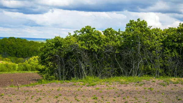 Landelijk Natuurlandschap Met Moestuin Bomen — Stockfoto