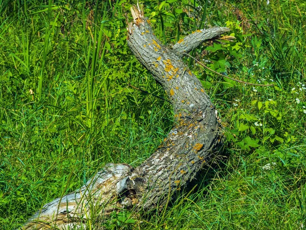 Tájkép Fadarabbal Fűben — Stock Fotó