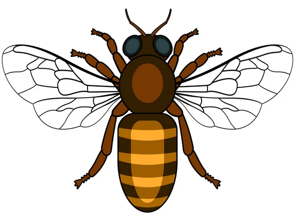 Méh rovar ikon — Stock Vector