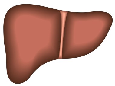 İnsan karaciğer organ simgesi