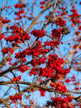 Landscape with viburnum berries closeup on blue sky background