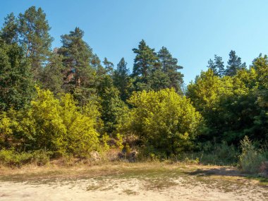 Summer forest landscape with glade and tree