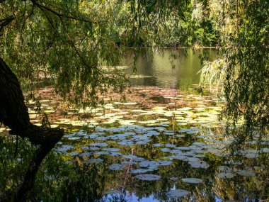 View of a forest with plants and a water surface