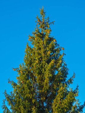 Landscape with big spruce tree on sky backgroun