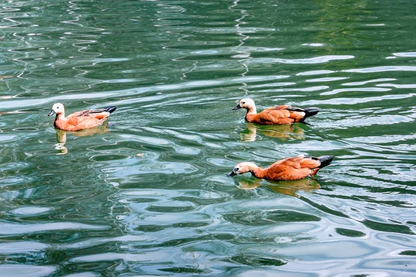 Swimming ducks on the water — Stock Photo, Image
