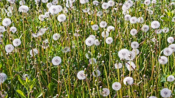 Hintergrund mit dem flauschigen Löwenzahn — Stockfoto