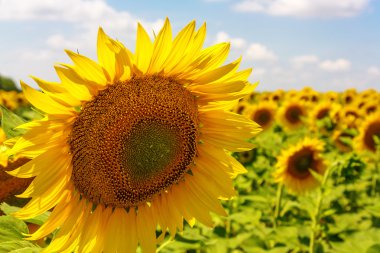 Ayçiçeği ile güzel manzara