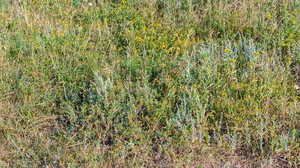 Hintergrund mit den Kräutern und Blumen — Stockfoto