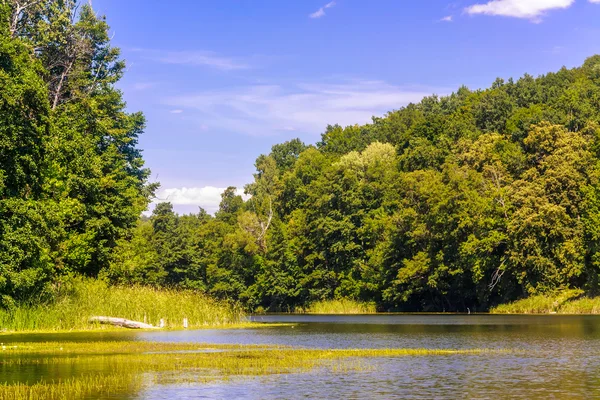 Paesaggio con lago foresta — Foto Stock