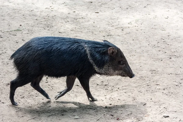 En rinnande peccary utomhus — Stockfoto