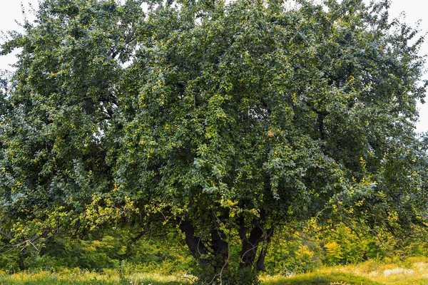 Landschap met oude perenboom — Stockfoto