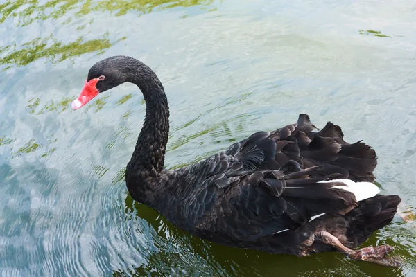 Schöner schwarzer Schwan — Stockfoto