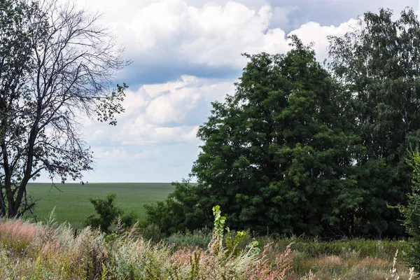 Paisagem com árvores e plantas — Fotografia de Stock