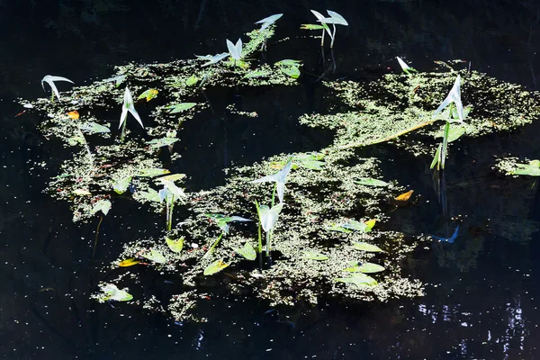 水面上的植物 — 图库照片