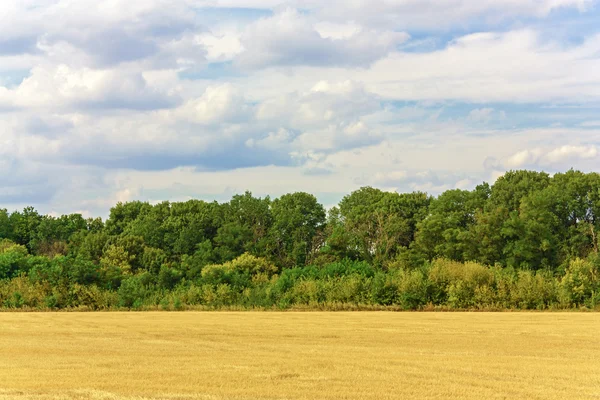 Landschap met de glade en bomen — Stockfoto