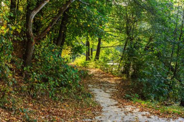 sonbahar Peyzaj Park