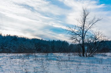 Kış akşam orman ve gökyüzü