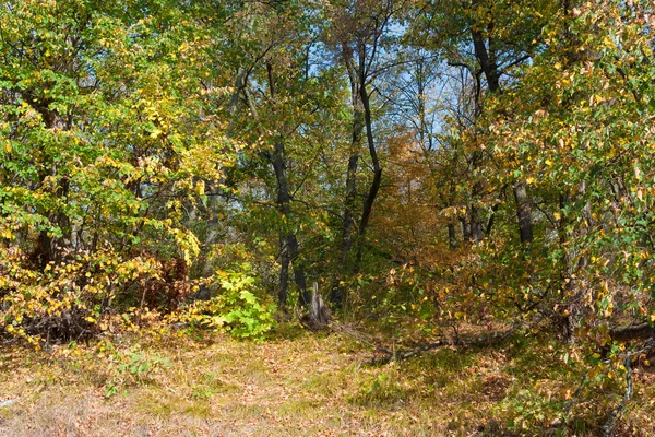 Höst träd i skogen — Stockfoto