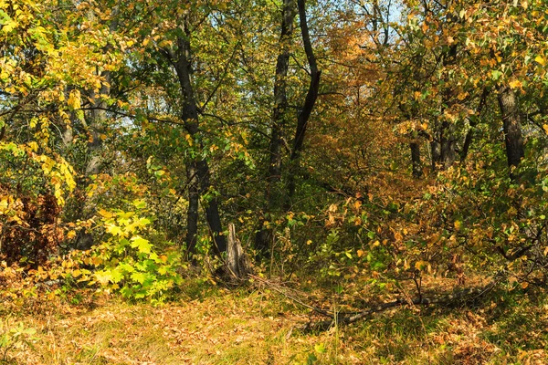 Alberi d'autunno nel parco — Foto Stock