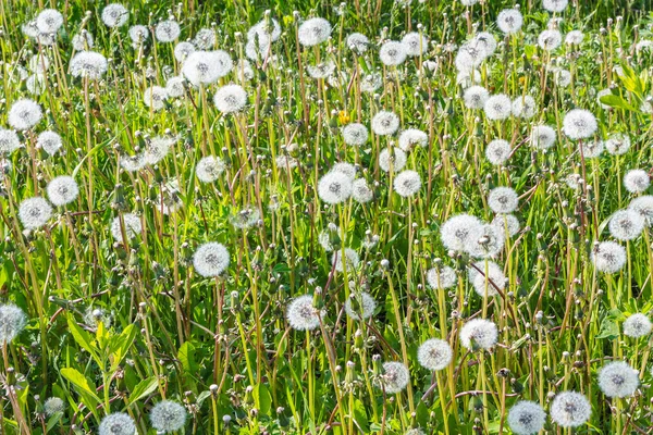 Blooming white dandelions — Stock Photo, Image