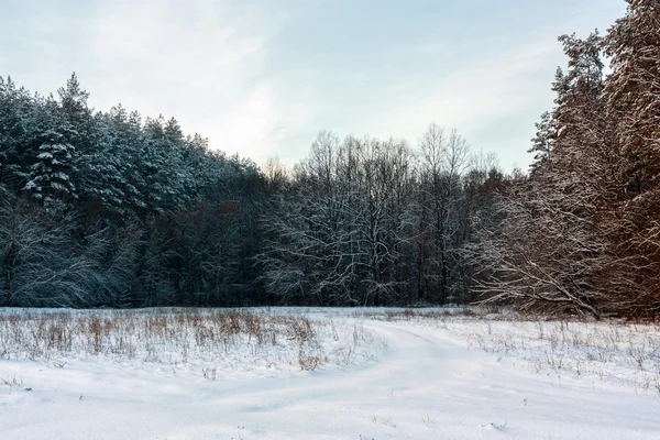 Winter forest pines — Stock Photo, Image