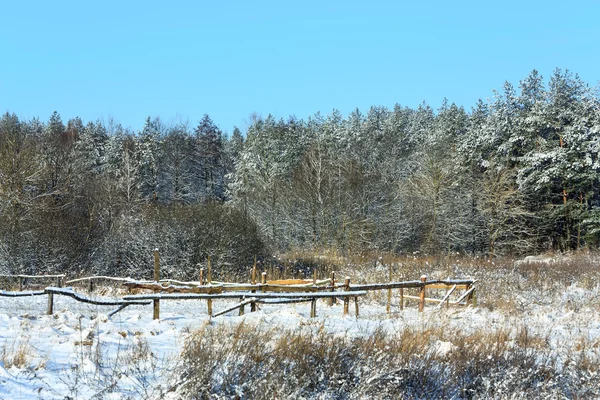Pinheiros florestais de Inverno — Fotografia de Stock