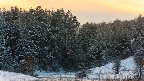 Winterkiefern — Stockfoto