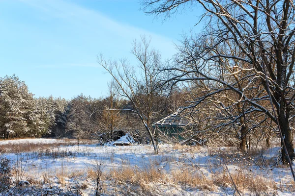 Pini forestali invernali — Foto Stock