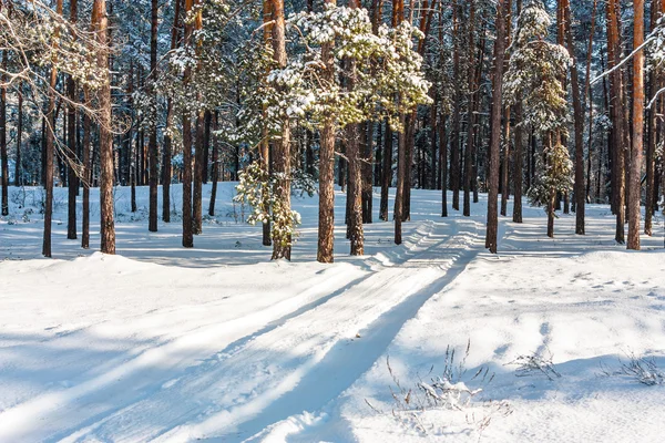 Winter forest pines — Stockfoto