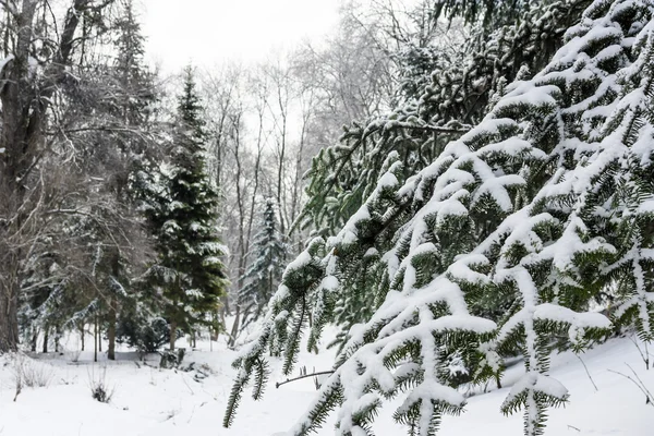 Pini forestali invernali — Foto Stock