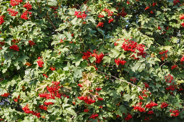 Schneeballbeeren-Strauch — Stockfoto