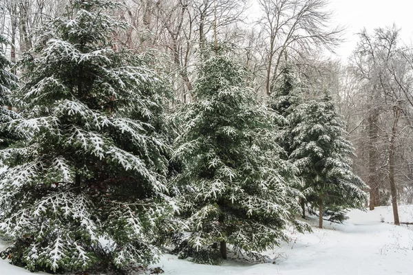 Pini forestali invernali — Foto Stock