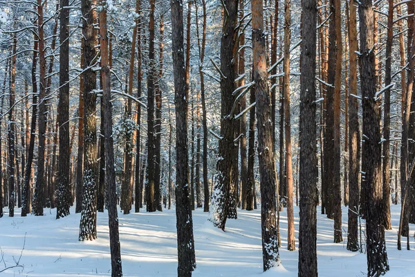 Pini forestali invernali — Foto Stock