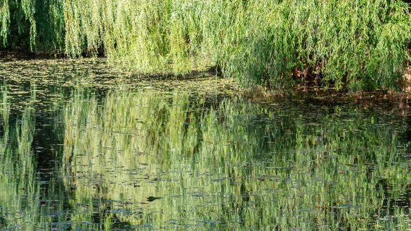 Reflexe zelené vrby — Stock fotografie