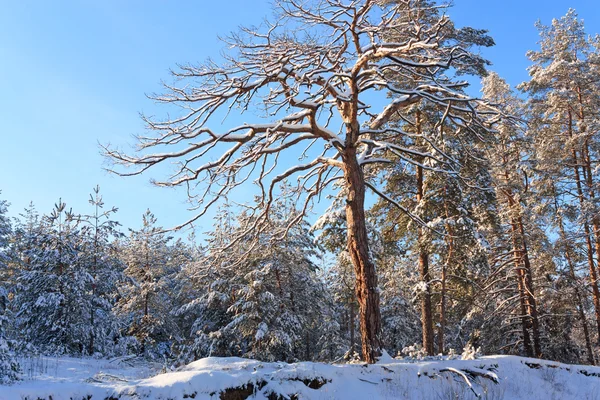 Landschap met het winter forest — Stockfoto