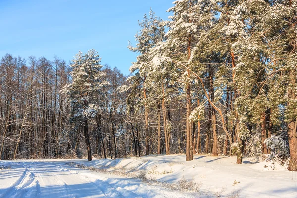 森林雪覆盖的路 — 图库照片