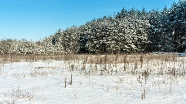 Estrada florestal de Inverno — Fotografia de Stock