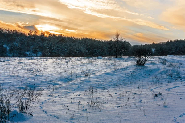 Serata nella foresta invernale — Foto Stock