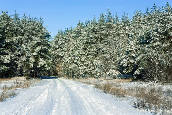 Estrada florestal de Inverno — Fotografia de Stock