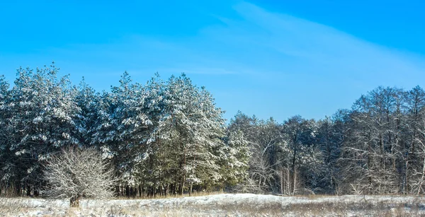 Kış ağaç manzara
