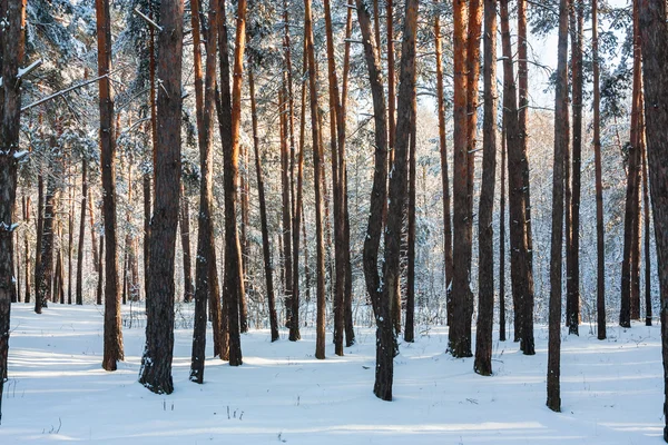 Landschap met winter forest — Stockfoto